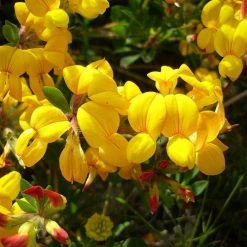 FuturePlanter Alle Pflanzen Im Shop Gewöhnlicher Hornklee (Lotus Corniculatus) 13 FuturePlanter Alle Pflanzen Im Shop Gewöhnlicher Hornklee (Lotus Corniculatus)