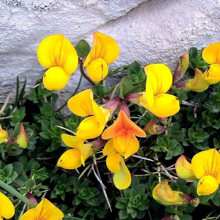 FuturePlanter Alle Pflanzen Im Shop Gewöhnlicher Hornklee (Lotus Corniculatus) 7 FuturePlanter Alle Pflanzen Im Shop Gewöhnlicher Hornklee (Lotus Corniculatus)