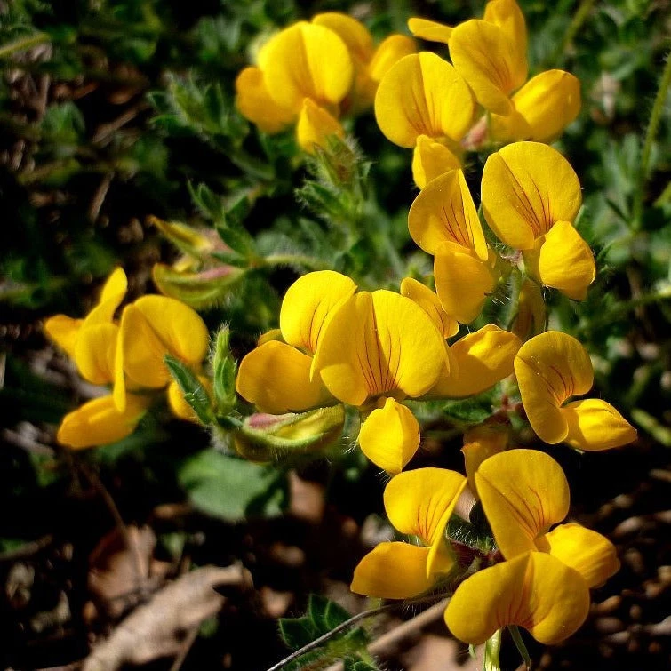 FuturePlanter Alle Pflanzen Im Shop Gewöhnlicher Hornklee (Lotus Corniculatus) 8 FuturePlanter Alle Pflanzen Im Shop Gewöhnlicher Hornklee (Lotus Corniculatus)