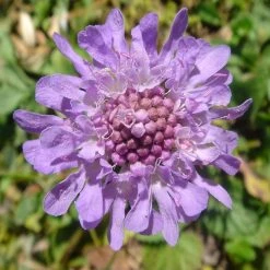 FuturePlanter Glänzende Skabiose (Scabiosa Lucida)