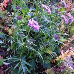 FuturePlanter Glänzende Skabiose (Scabiosa Lucida)