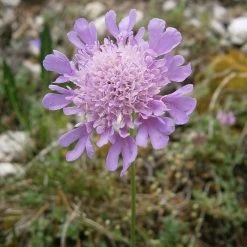 FuturePlanter Glänzende Skabiose (Scabiosa Lucida)