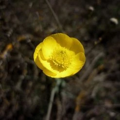 FuturePlanter Grasblättriger Hahnenfuss (Ranunculus Gramineus)