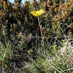 FuturePlanter Grasblättriger Hahnenfuss (Ranunculus Gramineus)