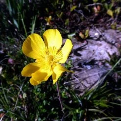 FuturePlanter Grasblättriger Hahnenfuss (Ranunculus Gramineus)