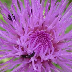 FuturePlanter Alle Pflanzen Im Shop Graue Kratzdistel (Cirsium Canum)