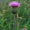 FuturePlanter Alle Pflanzen Im Shop Graue Kratzdistel (Cirsium Canum)