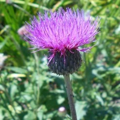 FuturePlanter Alle Pflanzen Im Shop Graue Kratzdistel (Cirsium Canum)