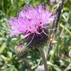 FuturePlanter Alle Pflanzen Im Shop Graue Kratzdistel (Cirsium Canum)
