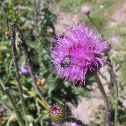 FuturePlanter Alle Pflanzen Im Shop Graue Kratzdistel (Cirsium Canum)