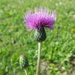 FuturePlanter Alle Pflanzen Im Shop Graue Kratzdistel (Cirsium Canum)