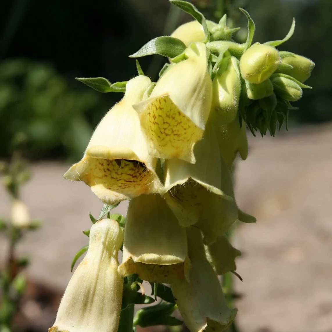 FuturePlanter Alle Pflanzen Im Shop Grossblütiger Fingerhut (Digitalis Grandiflora) 5 FuturePlanter Alle Pflanzen Im Shop Grossblütiger Fingerhut (Digitalis Grandiflora)