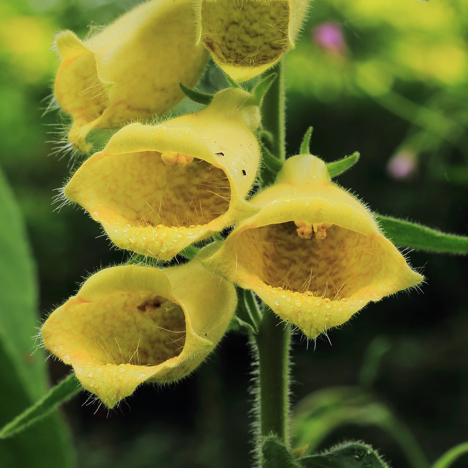 FuturePlanter Alle Pflanzen Im Shop Grossblütiger Fingerhut (Digitalis Grandiflora) 2 FuturePlanter Alle Pflanzen Im Shop Grossblütiger Fingerhut (Digitalis Grandiflora)
