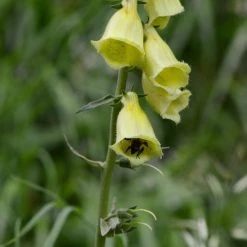 FuturePlanter Alle Pflanzen Im Shop Grossblütiger Fingerhut (Digitalis Grandiflora) 13 FuturePlanter Alle Pflanzen Im Shop Grossblütiger Fingerhut (Digitalis Grandiflora)