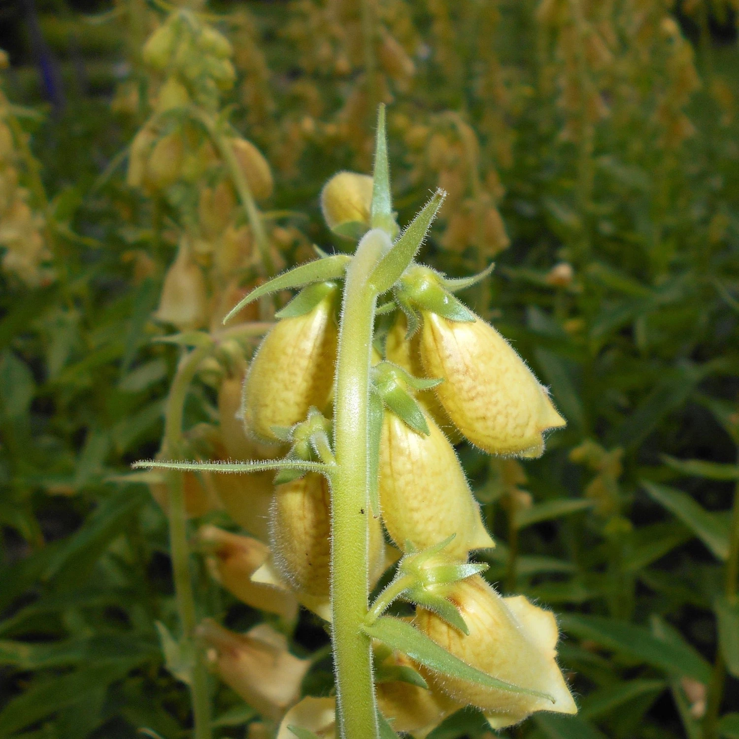 FuturePlanter Alle Pflanzen Im Shop Grossblütiger Fingerhut (Digitalis Grandiflora) 4 FuturePlanter Alle Pflanzen Im Shop Grossblütiger Fingerhut (Digitalis Grandiflora)