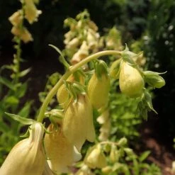 FuturePlanter Alle Pflanzen Im Shop Grossblütiger Fingerhut (Digitalis Grandiflora) 10 FuturePlanter Alle Pflanzen Im Shop Grossblütiger Fingerhut (Digitalis Grandiflora)