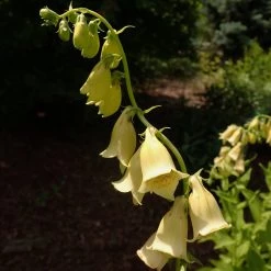 FuturePlanter Alle Pflanzen Im Shop Grossblütiger Fingerhut (Digitalis Grandiflora)