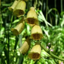 FuturePlanter Alle Pflanzen Im Shop Grossblütiger Fingerhut (Digitalis Grandiflora) 15 FuturePlanter Alle Pflanzen Im Shop Grossblütiger Fingerhut (Digitalis Grandiflora)