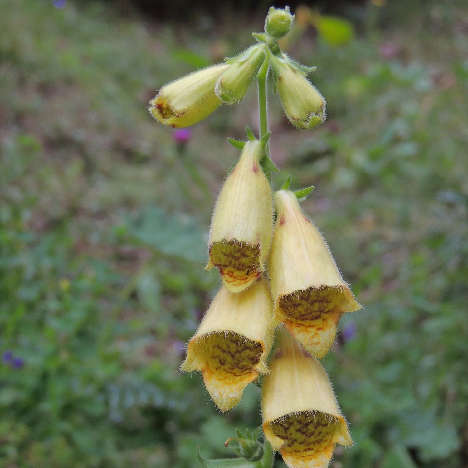 FuturePlanter Alle Pflanzen Im Shop Grossblütiger Fingerhut (Digitalis Grandiflora) 7 FuturePlanter Alle Pflanzen Im Shop Grossblütiger Fingerhut (Digitalis Grandiflora)