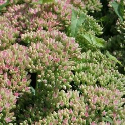 FuturePlanter Grosse Fetthenne (Sedum Telephium) 14 FuturePlanter Grosse Fetthenne (Sedum Telephium)