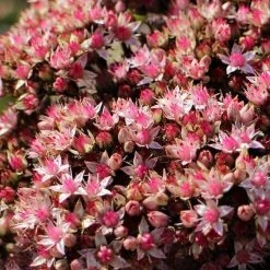 FuturePlanter Grosse Fetthenne (Sedum Telephium) 10 FuturePlanter Grosse Fetthenne (Sedum Telephium)