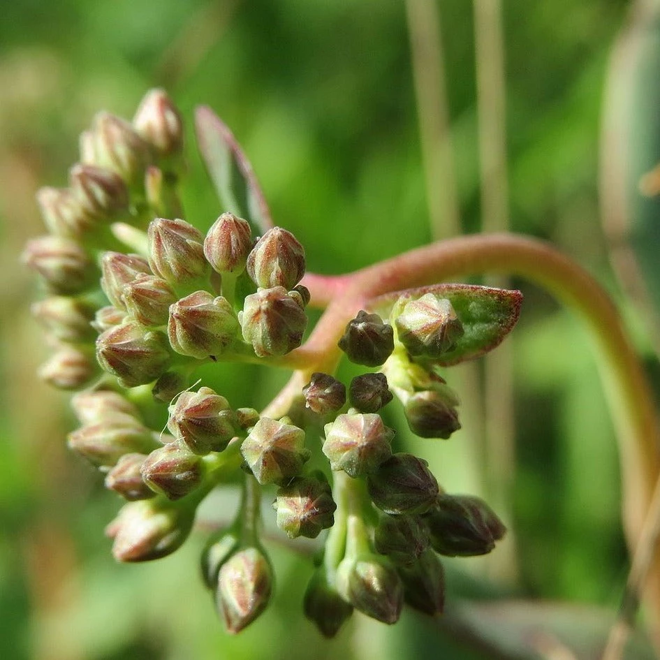 FuturePlanter Grosse Fetthenne (Sedum Telephium) 8 FuturePlanter Grosse Fetthenne (Sedum Telephium)