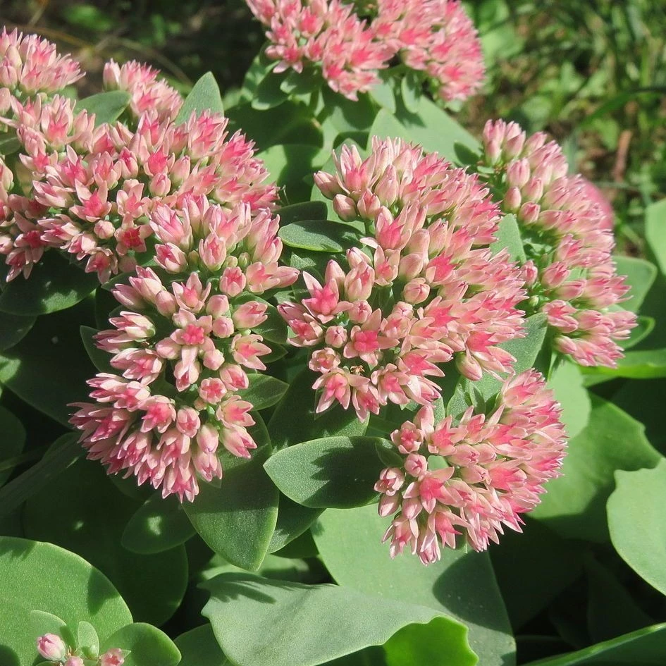 FuturePlanter Grosse Fetthenne (Sedum Telephium) 6 FuturePlanter Grosse Fetthenne (Sedum Telephium)