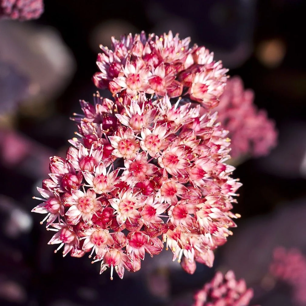 FuturePlanter Grosse Fetthenne (Sedum Telephium) 1 FuturePlanter Grosse Fetthenne (Sedum Telephium)