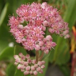 FuturePlanter Grosse Fetthenne (Sedum Telephium) 12 FuturePlanter Grosse Fetthenne (Sedum Telephium)