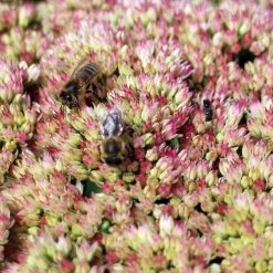 FuturePlanter Grosse Fetthenne (Sedum Telephium) 11 FuturePlanter Grosse Fetthenne (Sedum Telephium)
