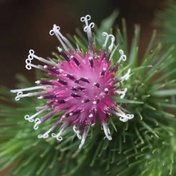 FuturePlanter Alle Pflanzen Im Shop Grosse Klette (Arctium Lappa)