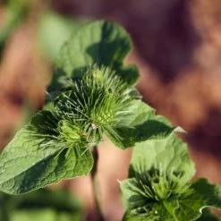 FuturePlanter Alle Pflanzen Im Shop Grosse Klette (Arctium Lappa)