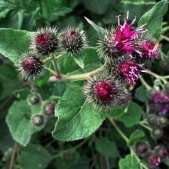FuturePlanter Alle Pflanzen Im Shop Grosse Klette (Arctium Lappa)