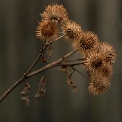 FuturePlanter Alle Pflanzen Im Shop Grosse Klette (Arctium Lappa)