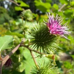FuturePlanter Alle Pflanzen Im Shop Grosse Klette (Arctium Lappa)
