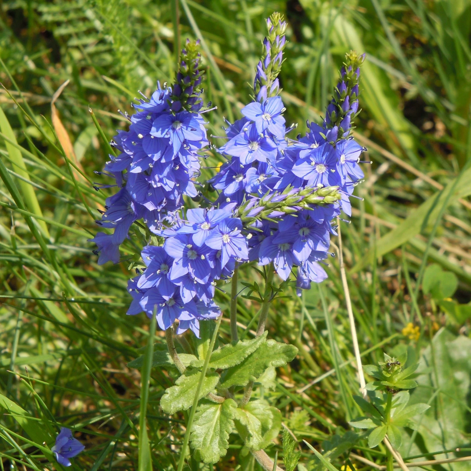 FuturePlanter Alle Pflanzen Im Shop Grosser Ehrenpreis (Veronica Teucrium) 4 FuturePlanter Alle Pflanzen Im Shop Grosser Ehrenpreis (Veronica Teucrium)