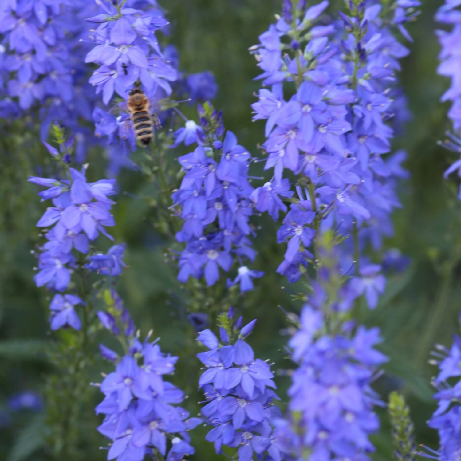 FuturePlanter Alle Pflanzen Im Shop Grosser Ehrenpreis (Veronica Teucrium) 2 FuturePlanter Alle Pflanzen Im Shop Grosser Ehrenpreis (Veronica Teucrium)