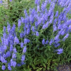 FuturePlanter Alle Pflanzen Im Shop Grosser Ehrenpreis (Veronica Teucrium) 12 FuturePlanter Alle Pflanzen Im Shop Grosser Ehrenpreis (Veronica Teucrium)