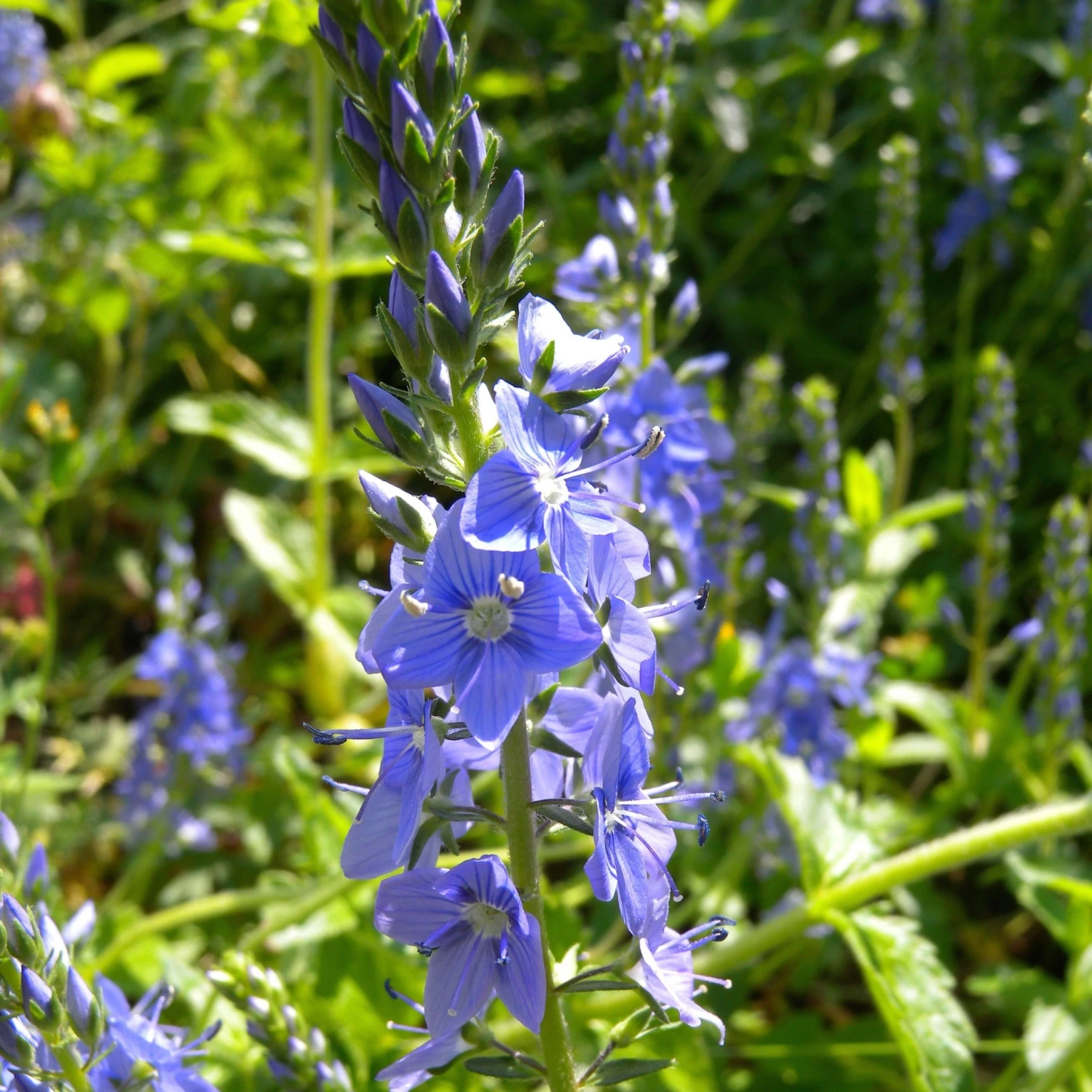 FuturePlanter Alle Pflanzen Im Shop Grosser Ehrenpreis (Veronica Teucrium) 7 FuturePlanter Alle Pflanzen Im Shop Grosser Ehrenpreis (Veronica Teucrium)