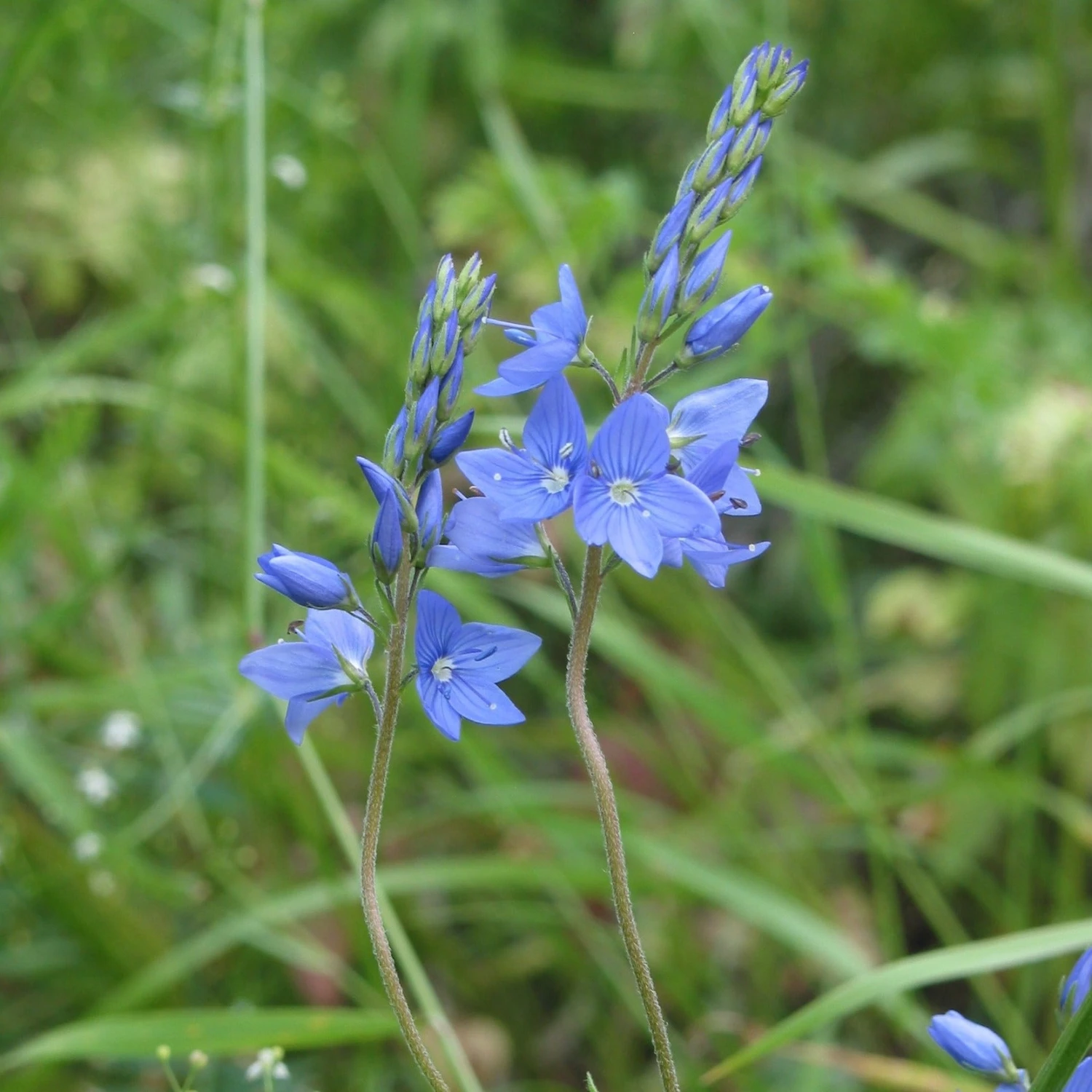 FuturePlanter Alle Pflanzen Im Shop Grosser Ehrenpreis (Veronica Teucrium) 8 FuturePlanter Alle Pflanzen Im Shop Grosser Ehrenpreis (Veronica Teucrium)