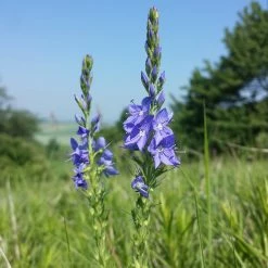 FuturePlanter Alle Pflanzen Im Shop Grosser Ehrenpreis (Veronica Teucrium) 13 FuturePlanter Alle Pflanzen Im Shop Grosser Ehrenpreis (Veronica Teucrium)