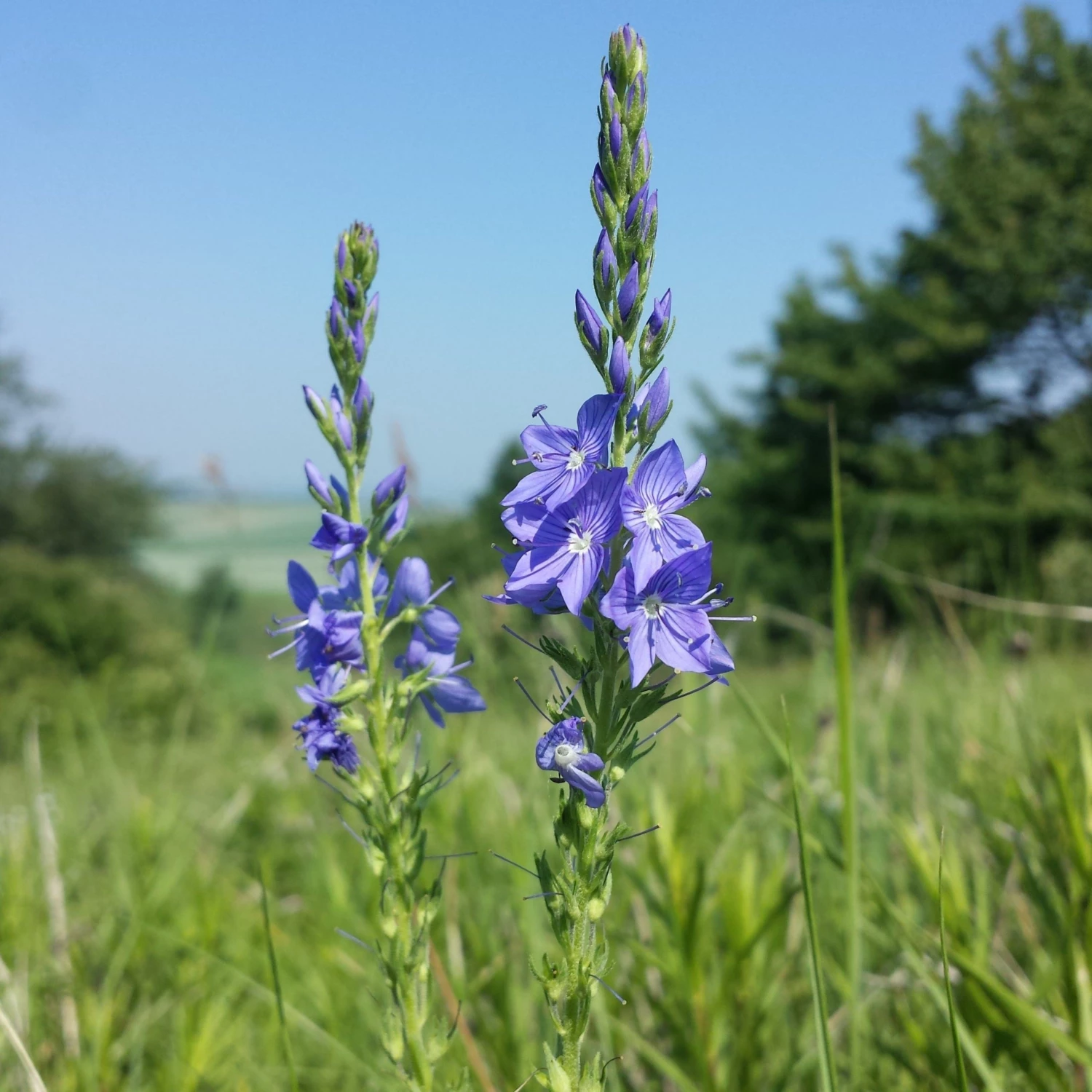 FuturePlanter Alle Pflanzen Im Shop Grosser Ehrenpreis (Veronica Teucrium) 6 FuturePlanter Alle Pflanzen Im Shop Grosser Ehrenpreis (Veronica Teucrium)