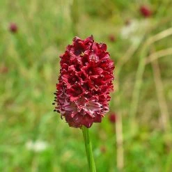 FuturePlanter Alle Pflanzen Im Shop Grosser Wiesenknopf (Sanguisorba Officinalis)