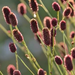 FuturePlanter Alle Pflanzen Im Shop Grosser Wiesenknopf (Sanguisorba Officinalis)