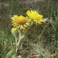 FuturePlanter Alle Pflanzen Im Shop Grosses Flohkraut (Pulicaria Dysenterica)