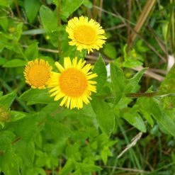 FuturePlanter Alle Pflanzen Im Shop Grosses Flohkraut (Pulicaria Dysenterica)