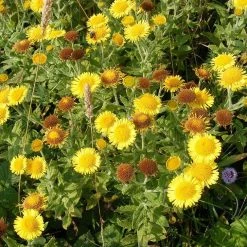 FuturePlanter Alle Pflanzen Im Shop Grosses Flohkraut (Pulicaria Dysenterica)