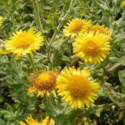 FuturePlanter Alle Pflanzen Im Shop Grosses Flohkraut (Pulicaria Dysenterica)