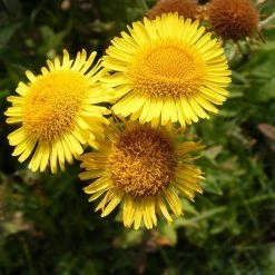 FuturePlanter Alle Pflanzen Im Shop Grosses Flohkraut (Pulicaria Dysenterica)