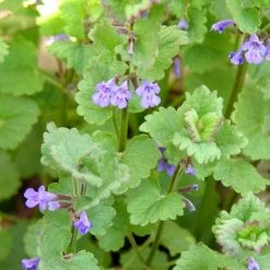 FuturePlanter Alle Pflanzen Im Shop Gundermann (Glechoma Hederacea)